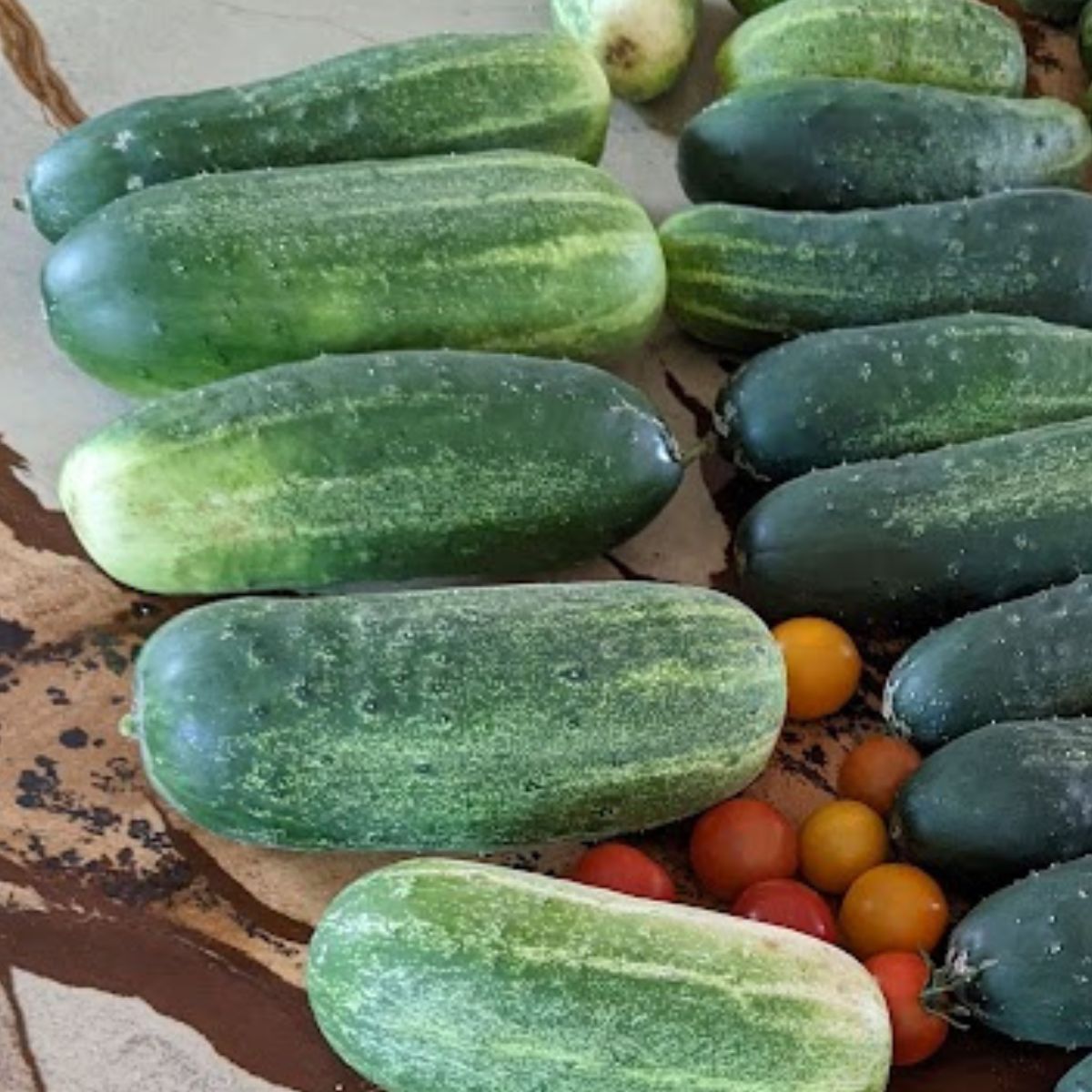 overgrown cucumbers