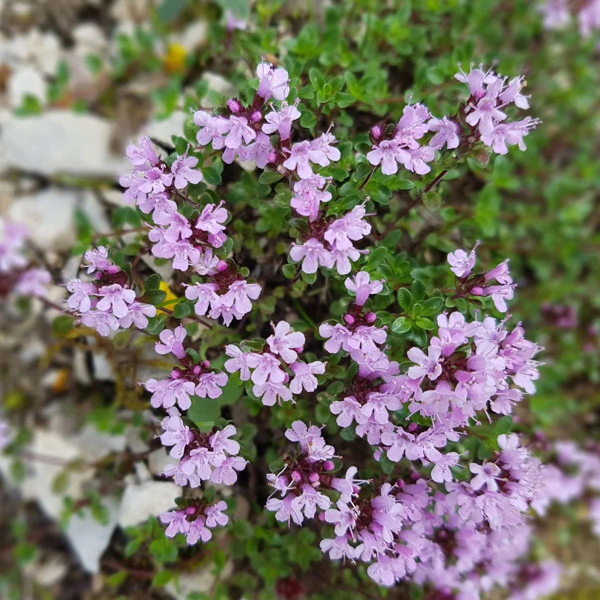 pink thyme flowers