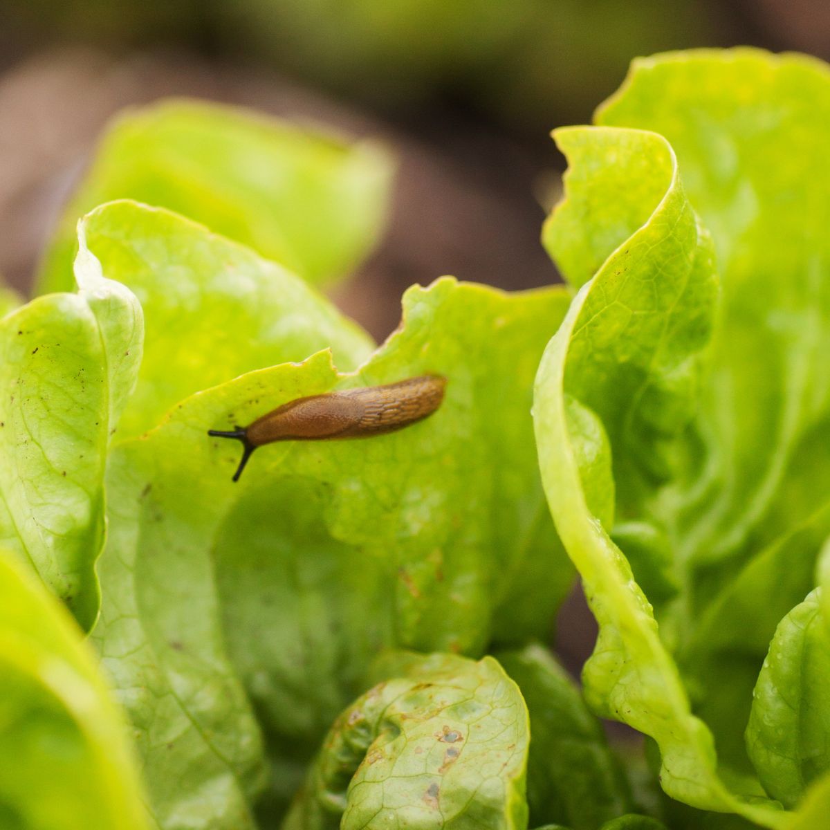 a slug on a lettuce leaf