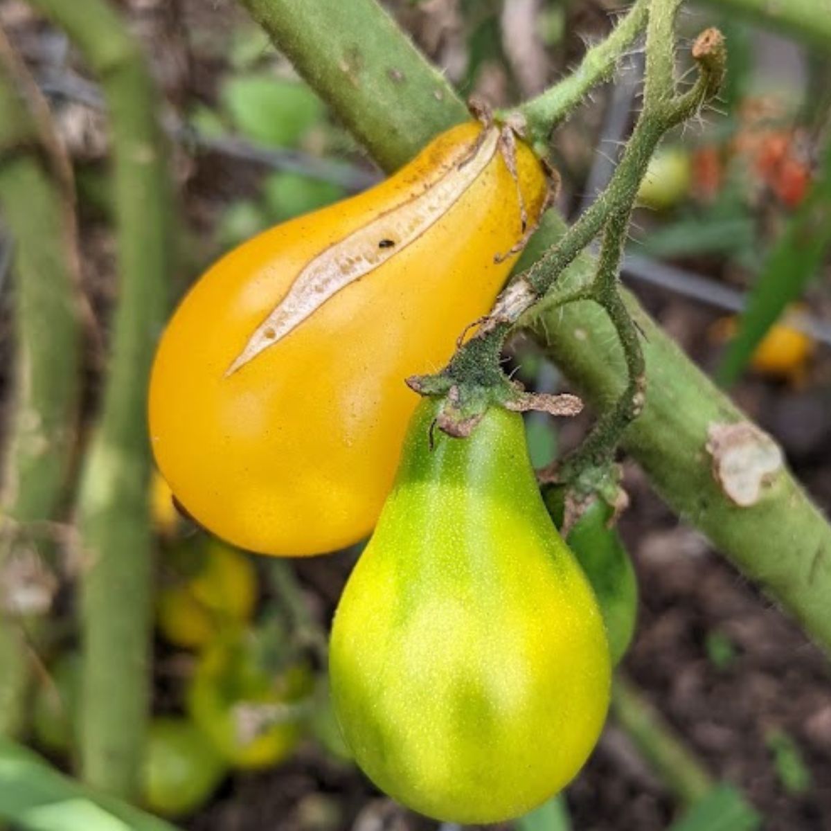 a pear-shaped tomato split from top to bottom