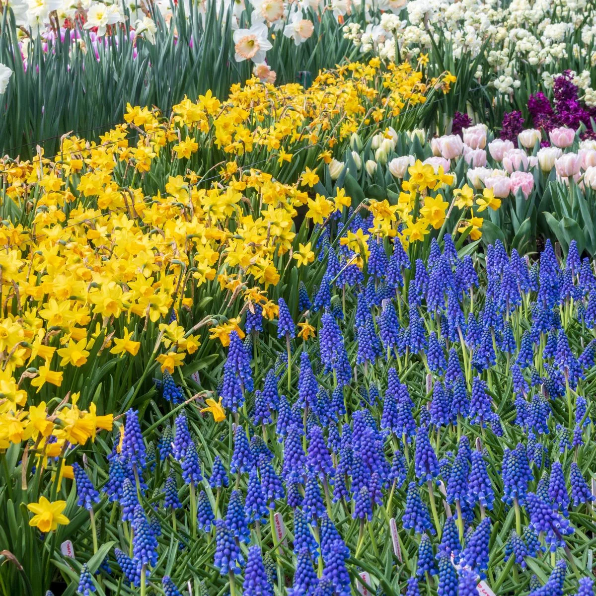 spring flowers: muscari, daffodils, and tulips