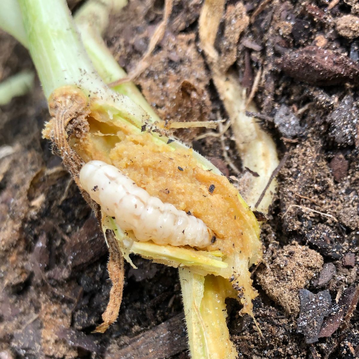 squash borer damage