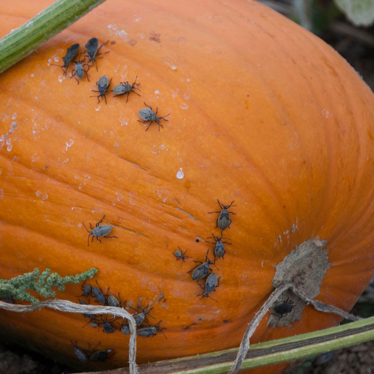 squash bug babies on a pumpkin