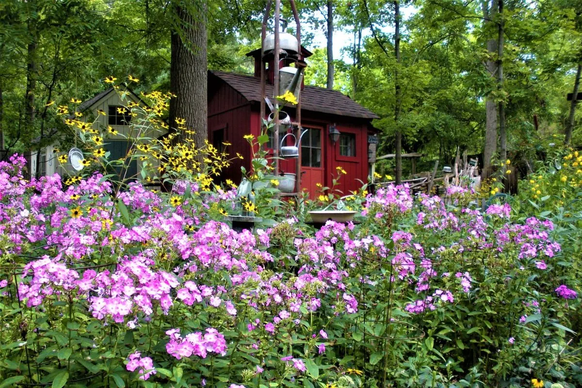 beautiful pink and yellow flowers in front of the library