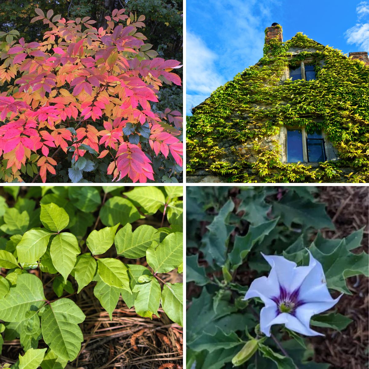a collage of unwanted plants.