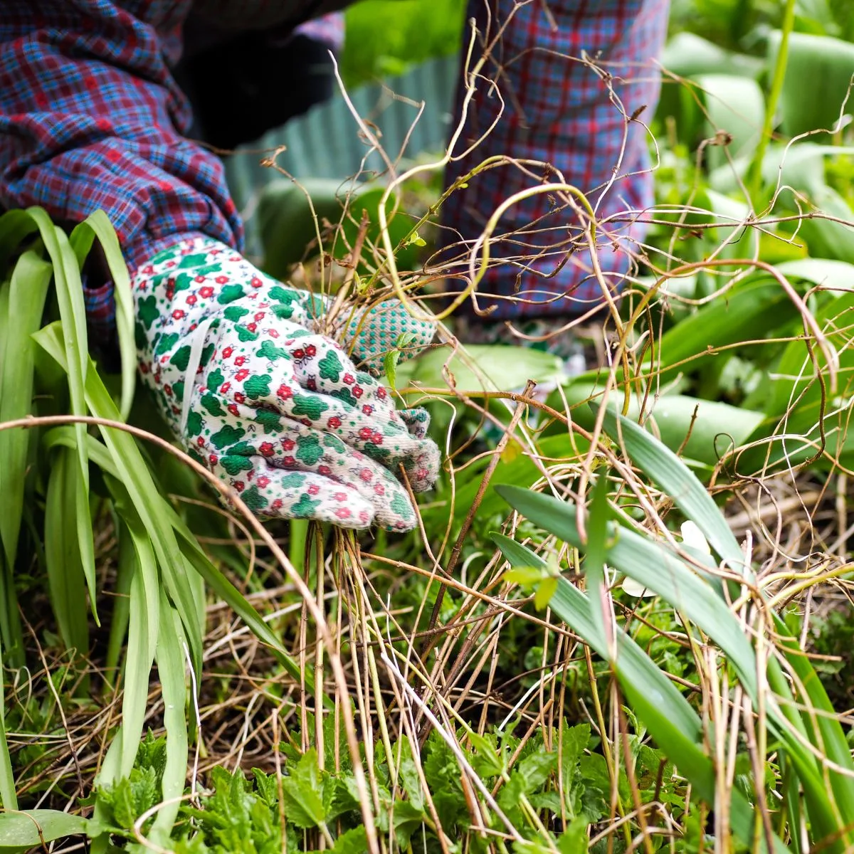 pulling unwated plants from the garden