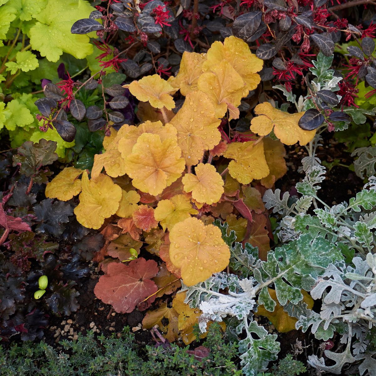 warm colored heuchera plant