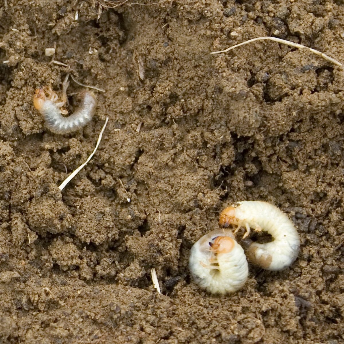 white grub