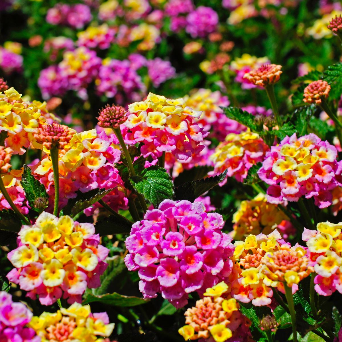 lantana flowers in shades of pink and yellow