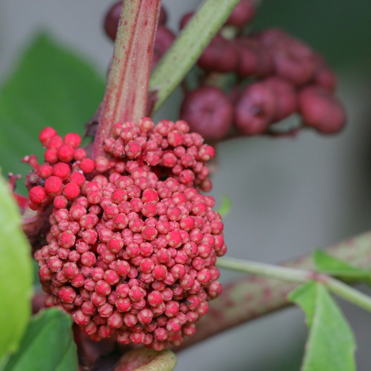 Bandicoot berry cluster