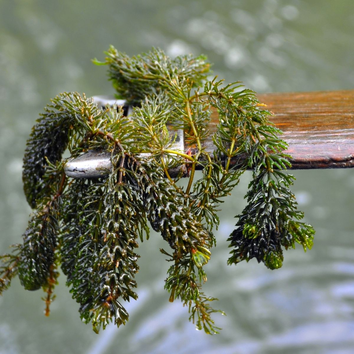 Brazilian elodea placed on a stick