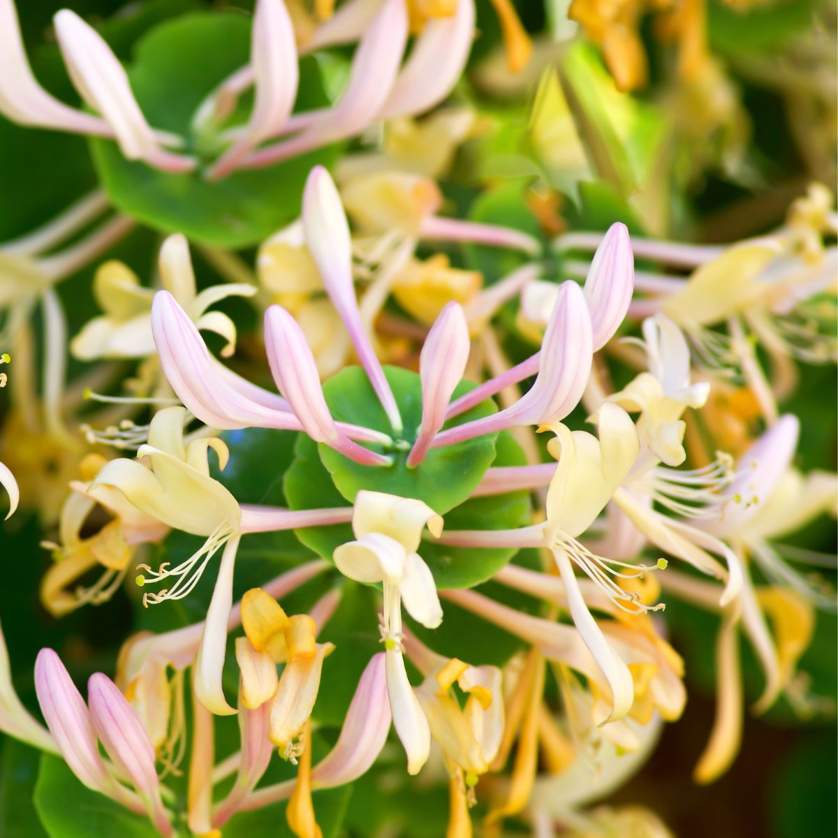 Bush honeysuckle