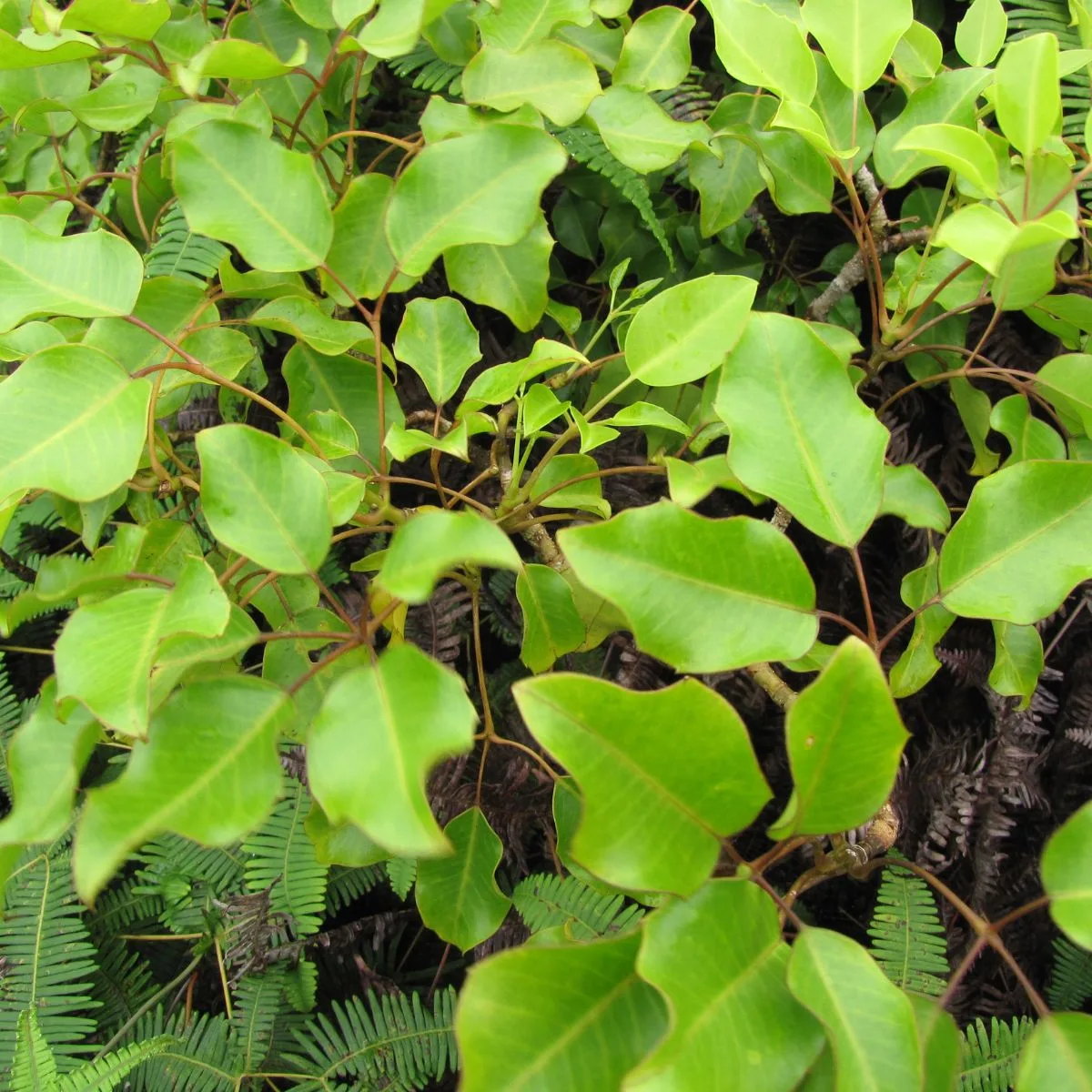 Cheirodendron trigynum leaves