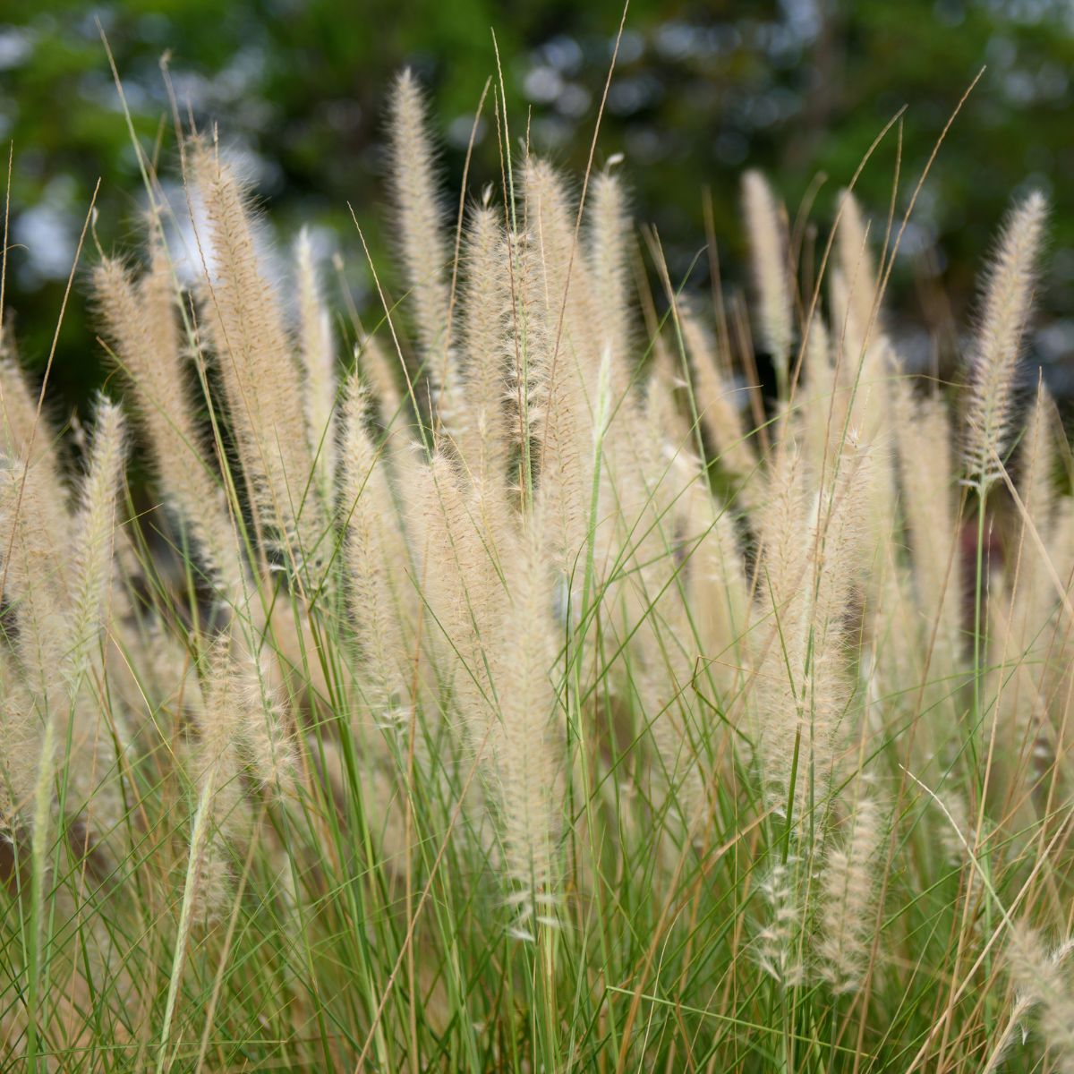 Cogongrass