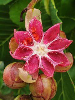 star-shaped Dillenia suffruticosa fruit