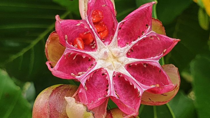 14 Worst Invasive Plants in Hawaii (And 28 Natives to Plant Instead)