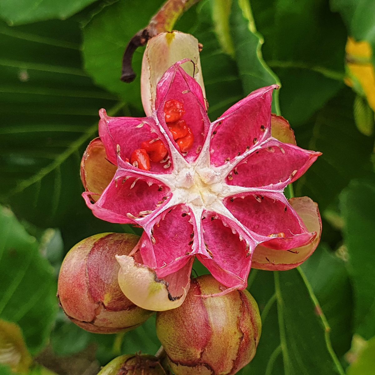 star-shaped Dillenia suffruticosa fruit