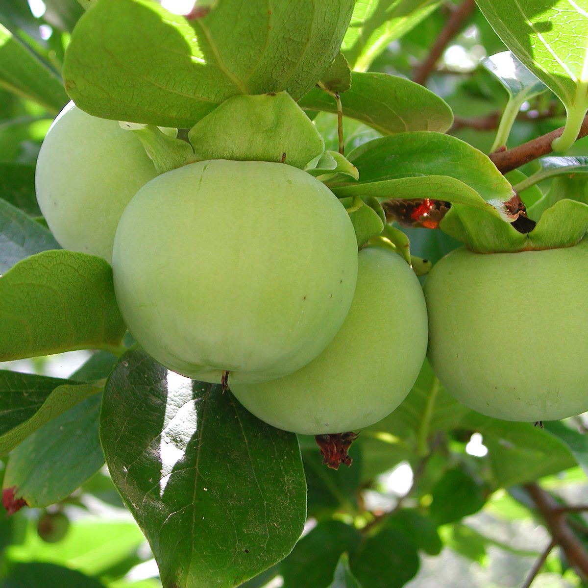 Diospyros hillebrandii tree with green fruit