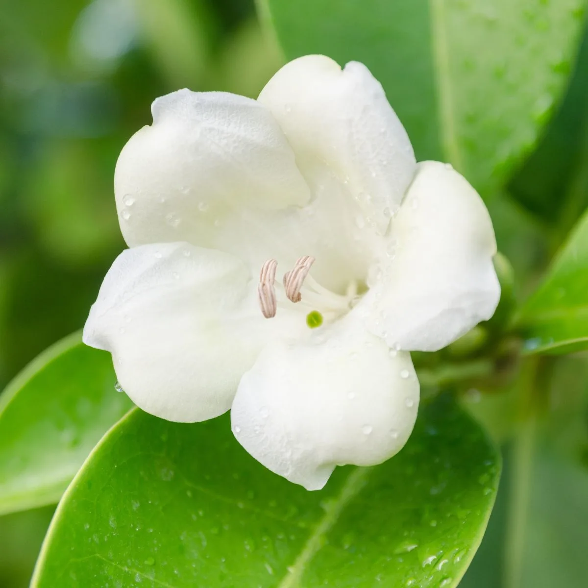 white Fagraea berteroana flower