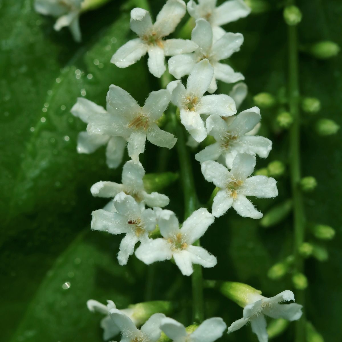 white Fiddlewood flowers