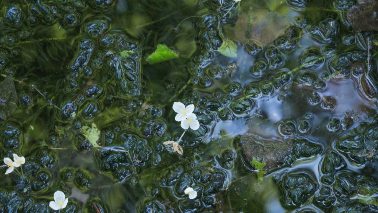 Flower of Brazilian elodea (Egeria densa) Waterside Flowers in Niigata, Japan