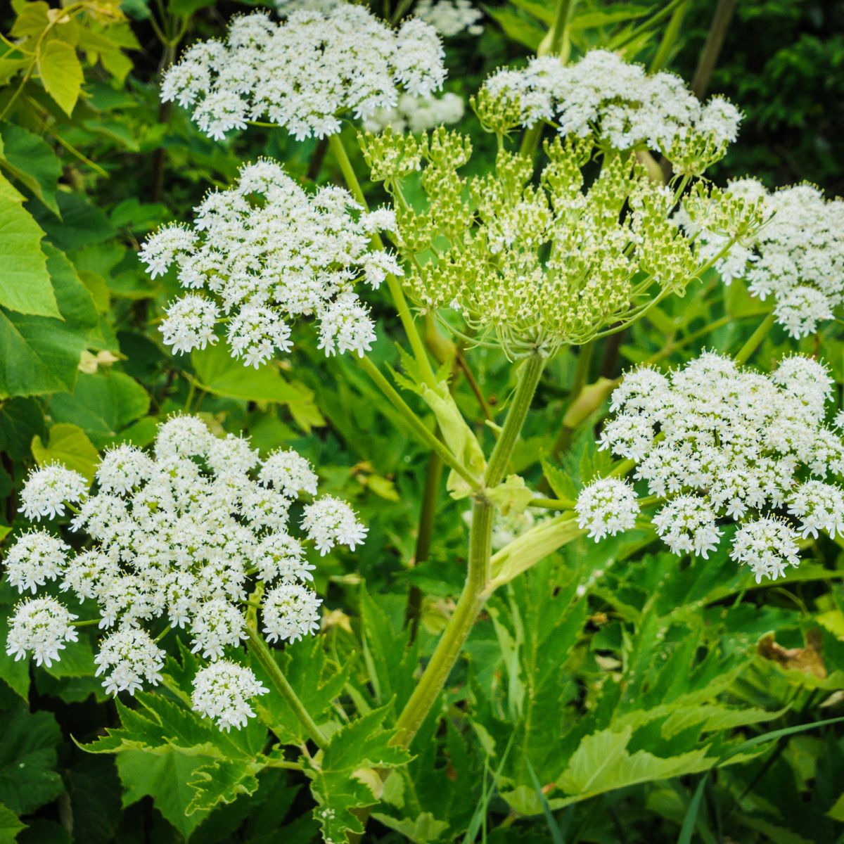 Giant hogweed