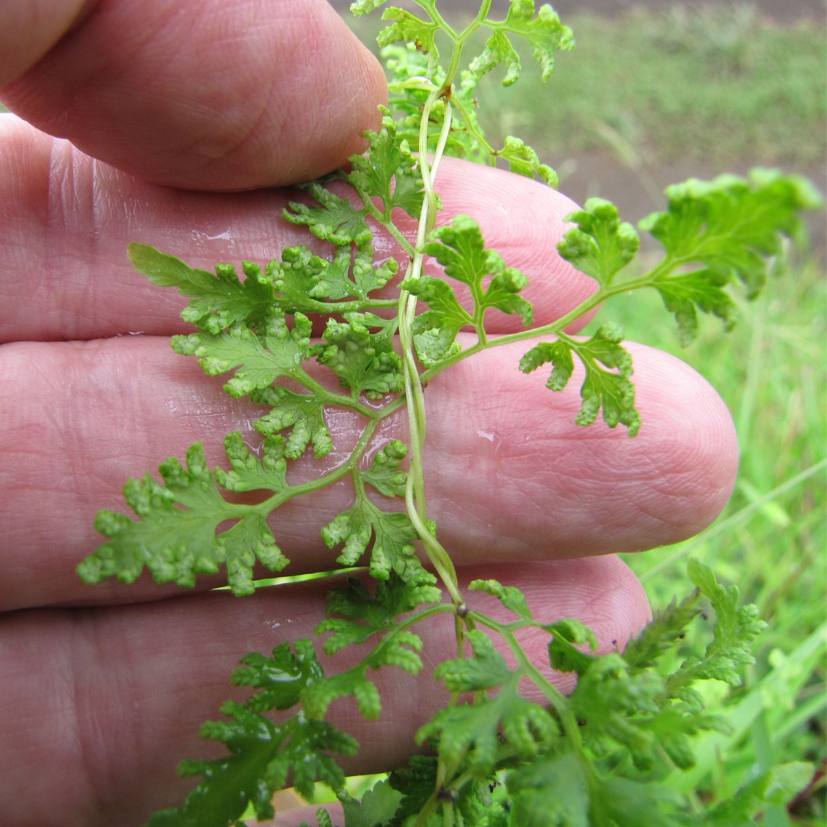 Japanese climbing fern