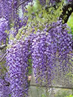 Japanese wisteria