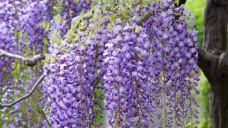 Japanese wisteria