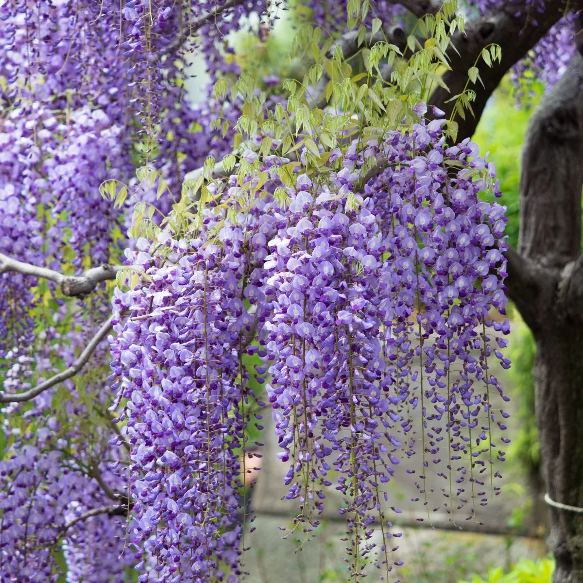 Japanese wisteria