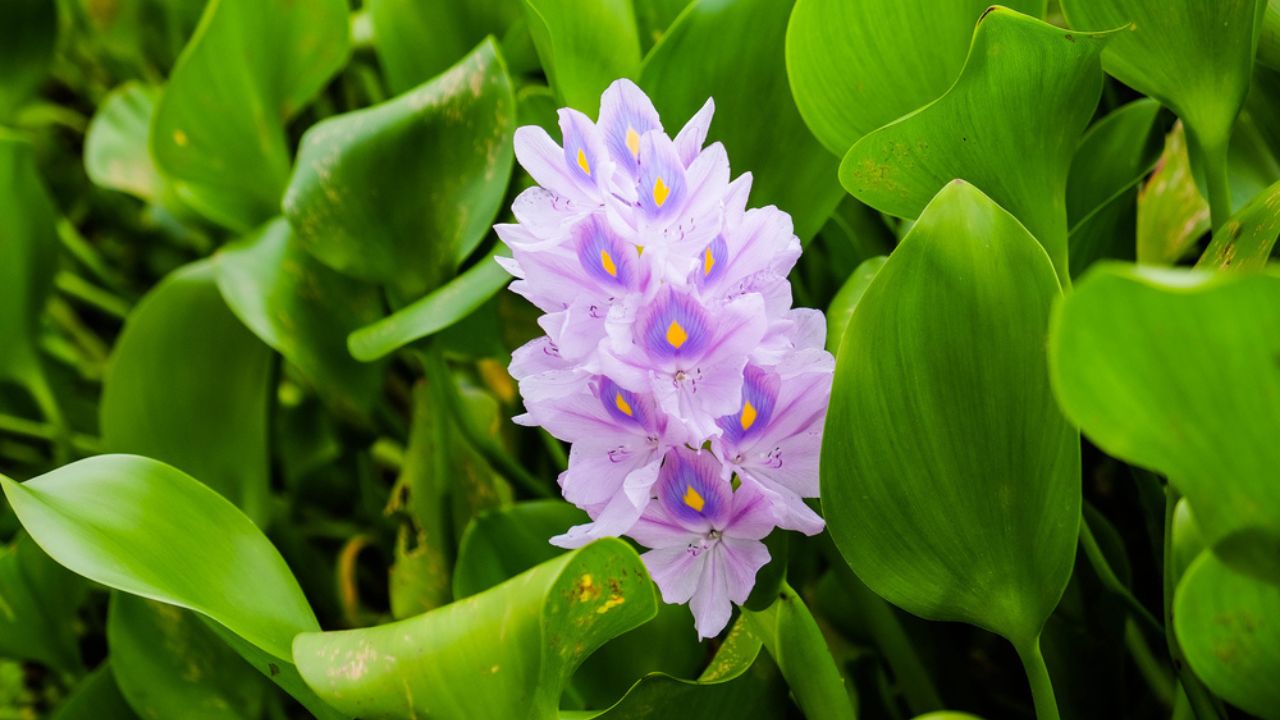 Jumbo Water Hyacinth