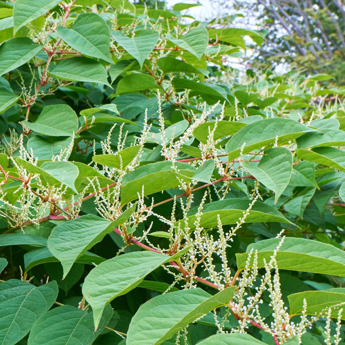 Knotweed