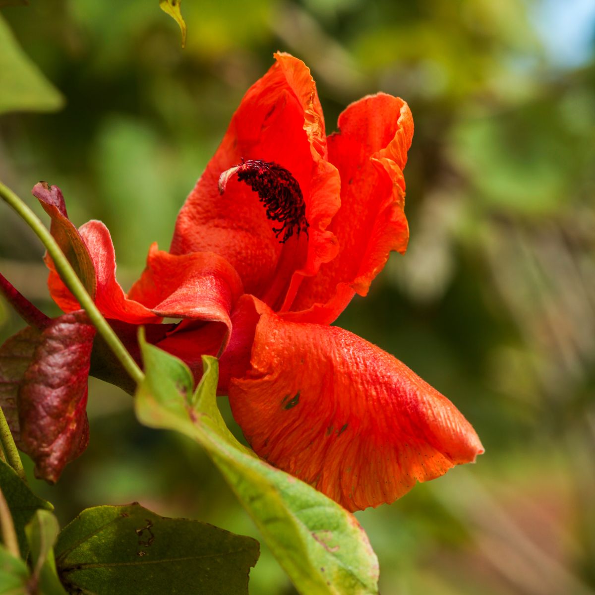 Kokia drynarioides - large red flower