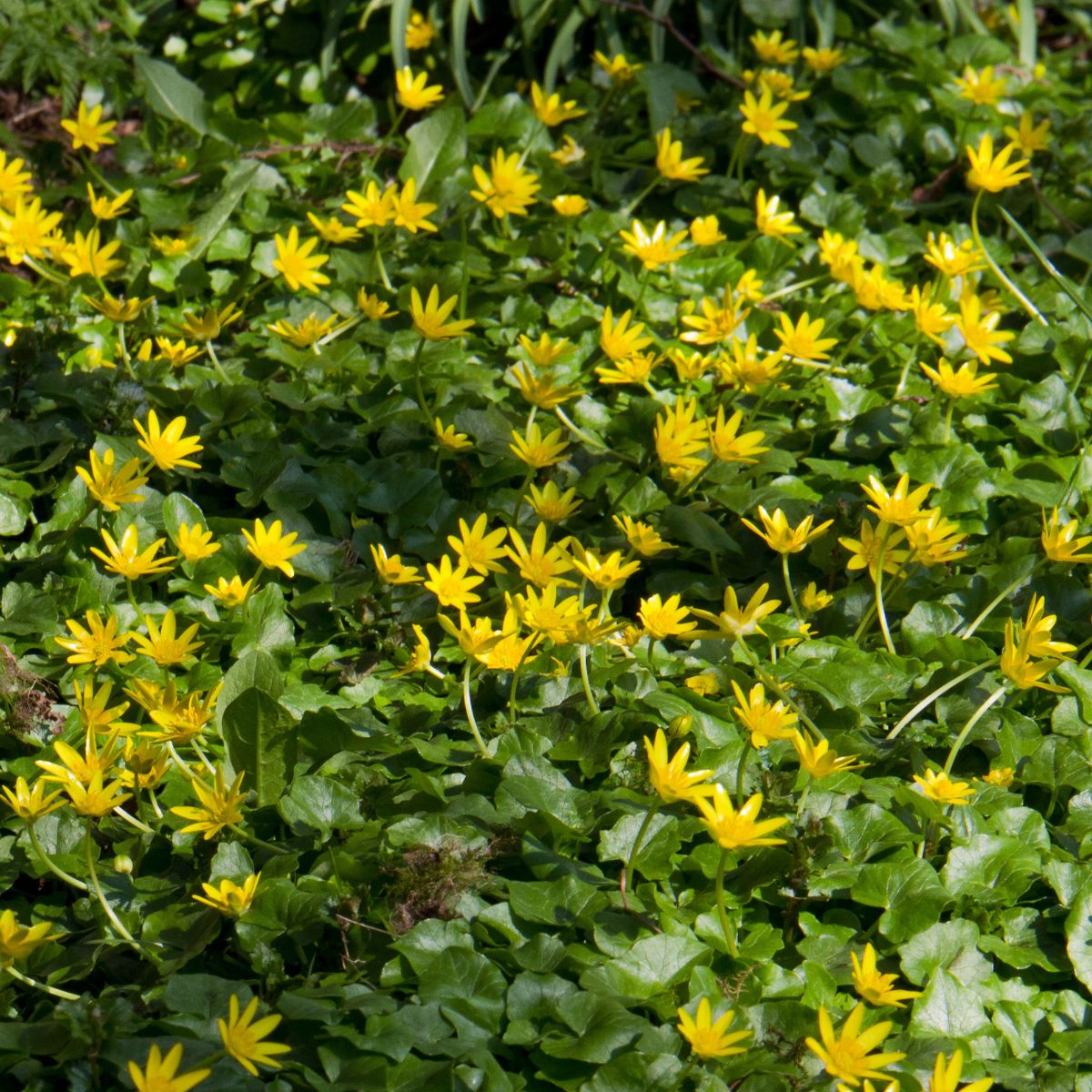 Lesser celandine flowers