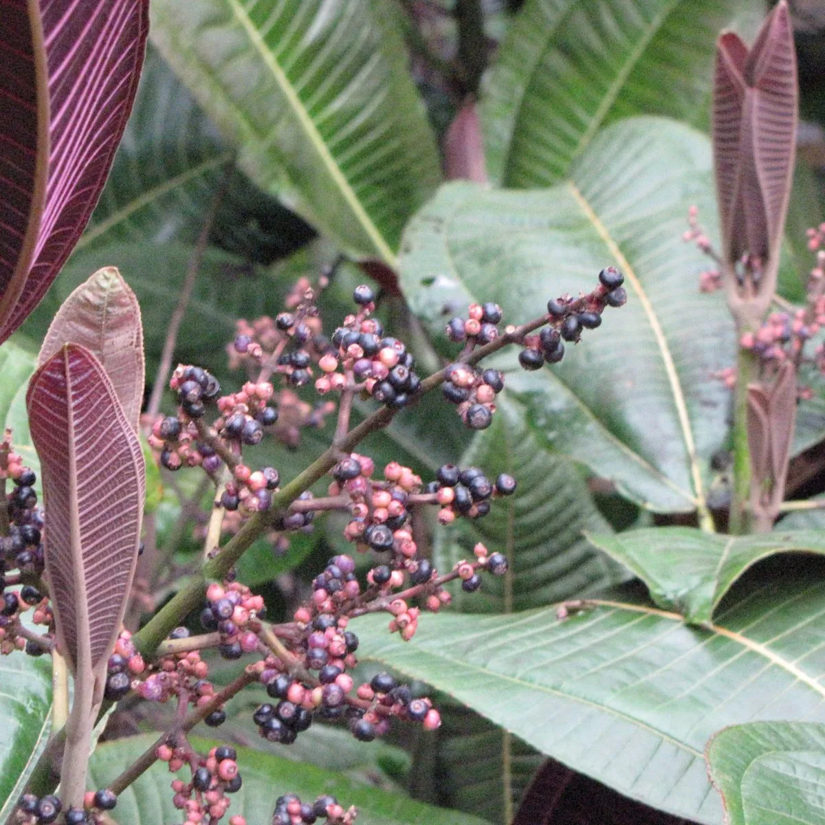 Miconia calvescens leaves and berries
