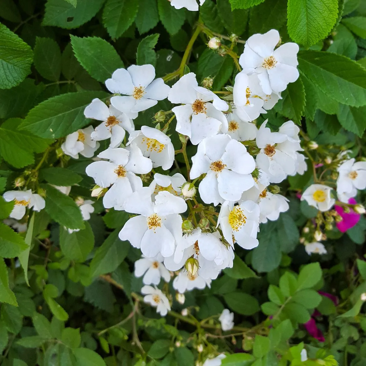 Multiflora rose bush.