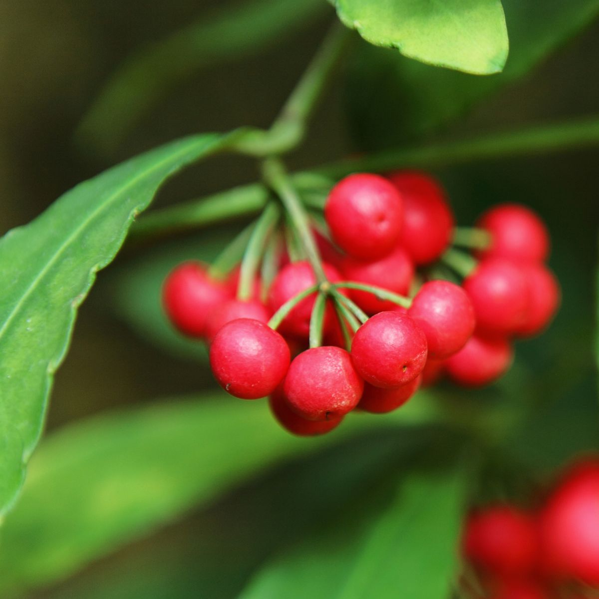 Myrsine lessertiana berries