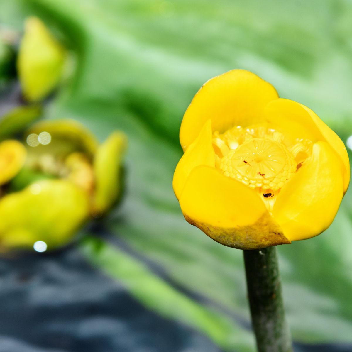 yellow Nuphar lutea