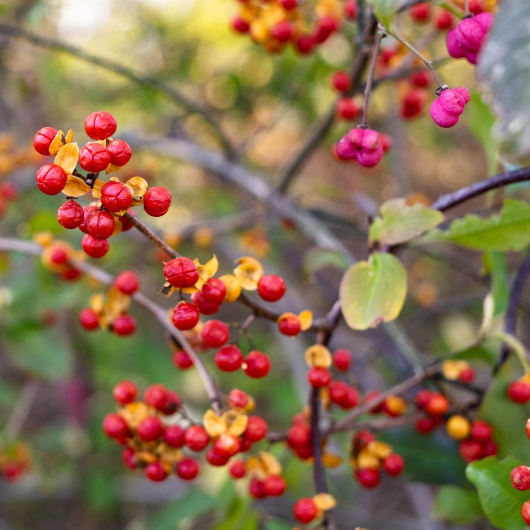 14 Worst Invasive Plants In Illinois (And 28 Natives To Plant Instead)