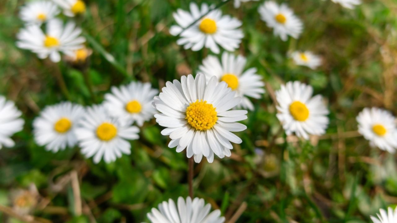 Oxeye Daisy Leucanthemum vulgare closeup at spring