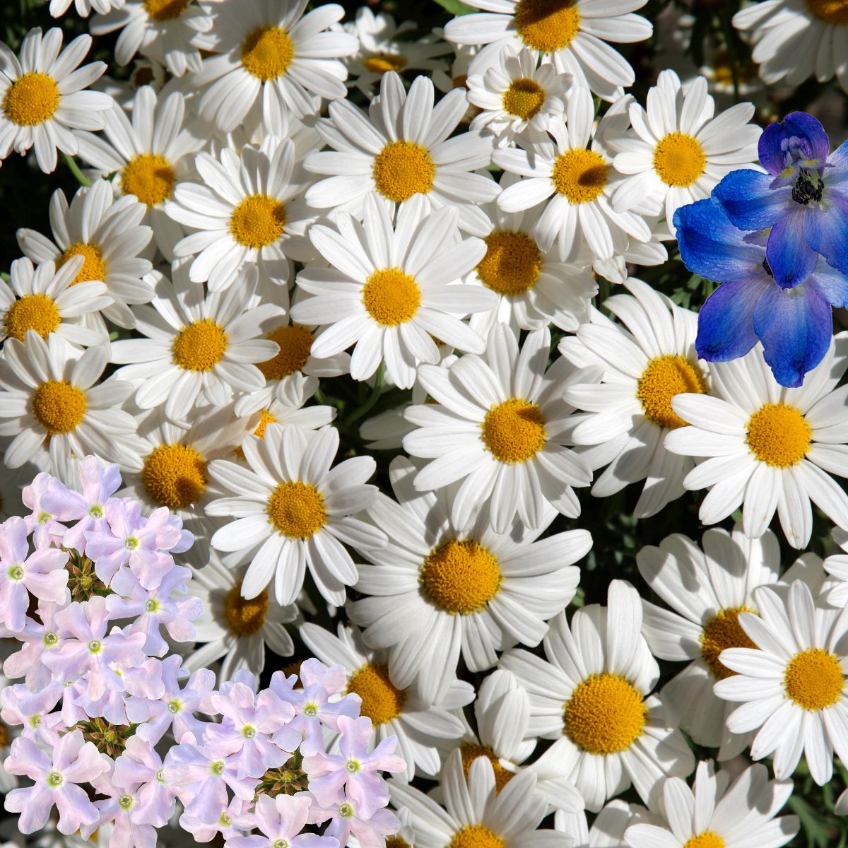 oxeye daisies