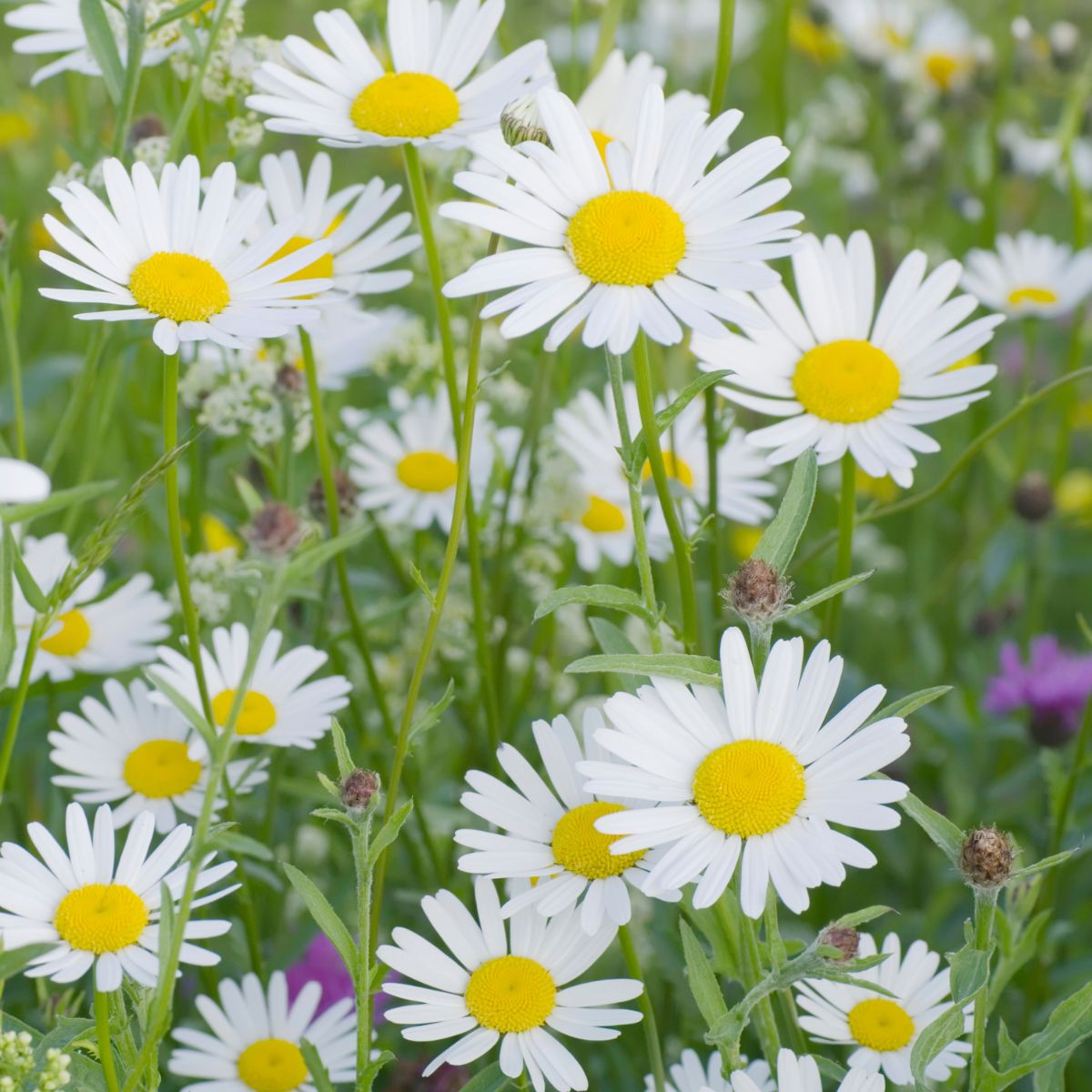 Oxeye daisy flowers