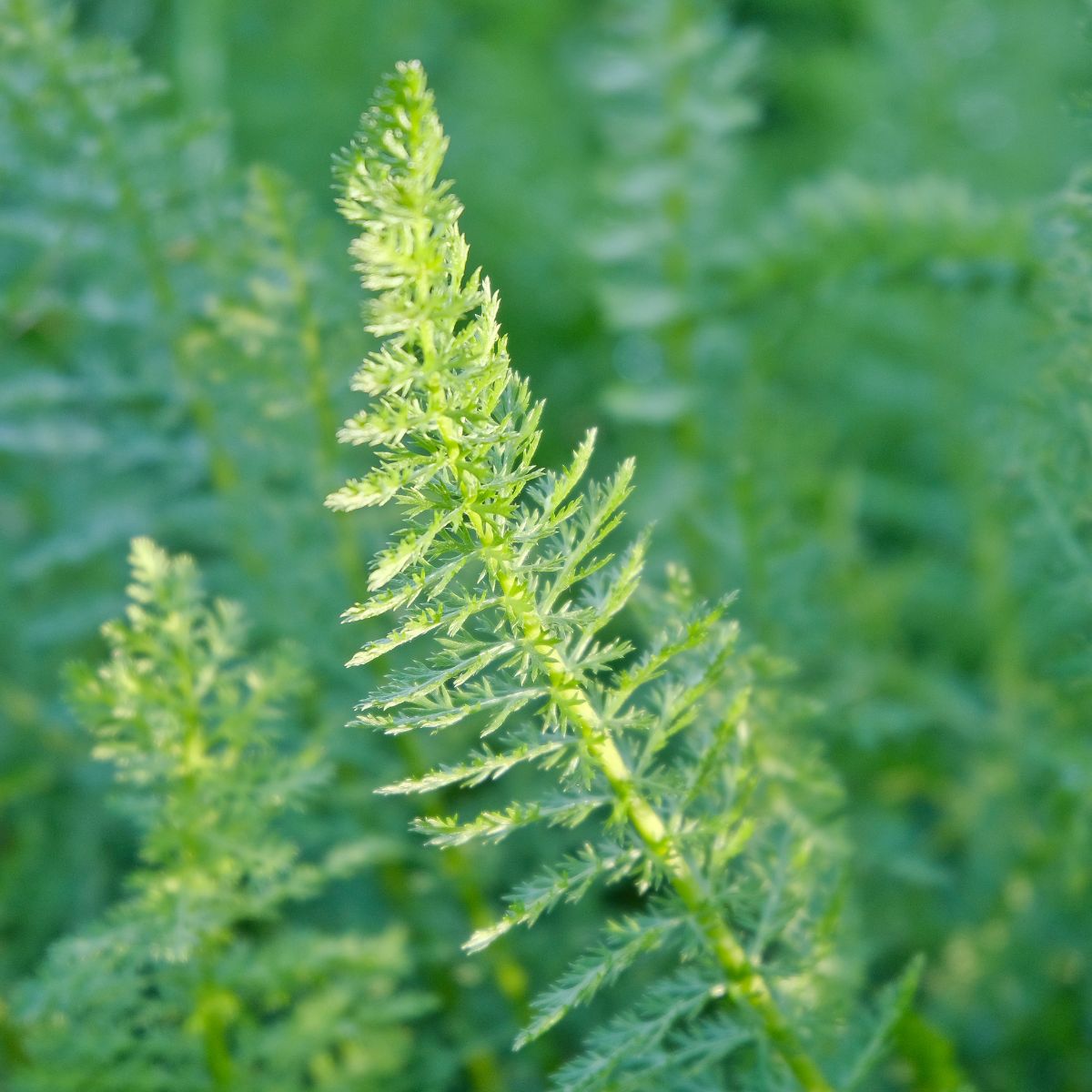 Parrotfeather milfoil