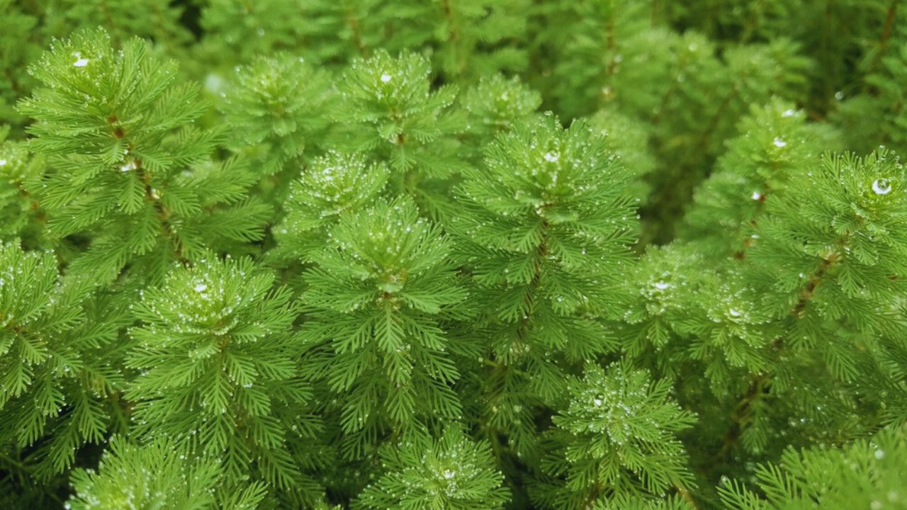 Parrot's feather aquatic plant (Myriophyllum aquaticum) with fine green leaves in oblong shape growing on a pond surface