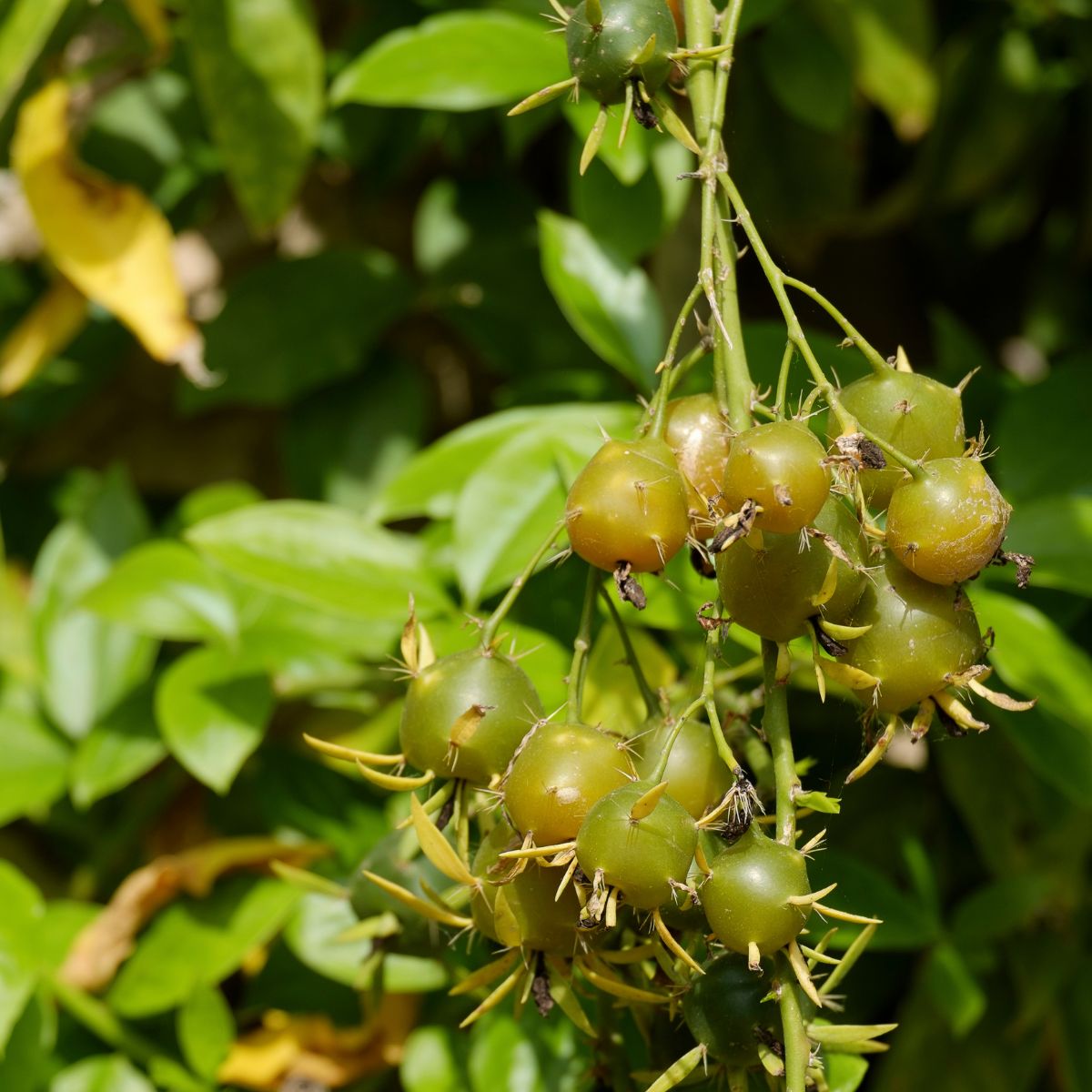 Pereskia aculeata - poky green berries