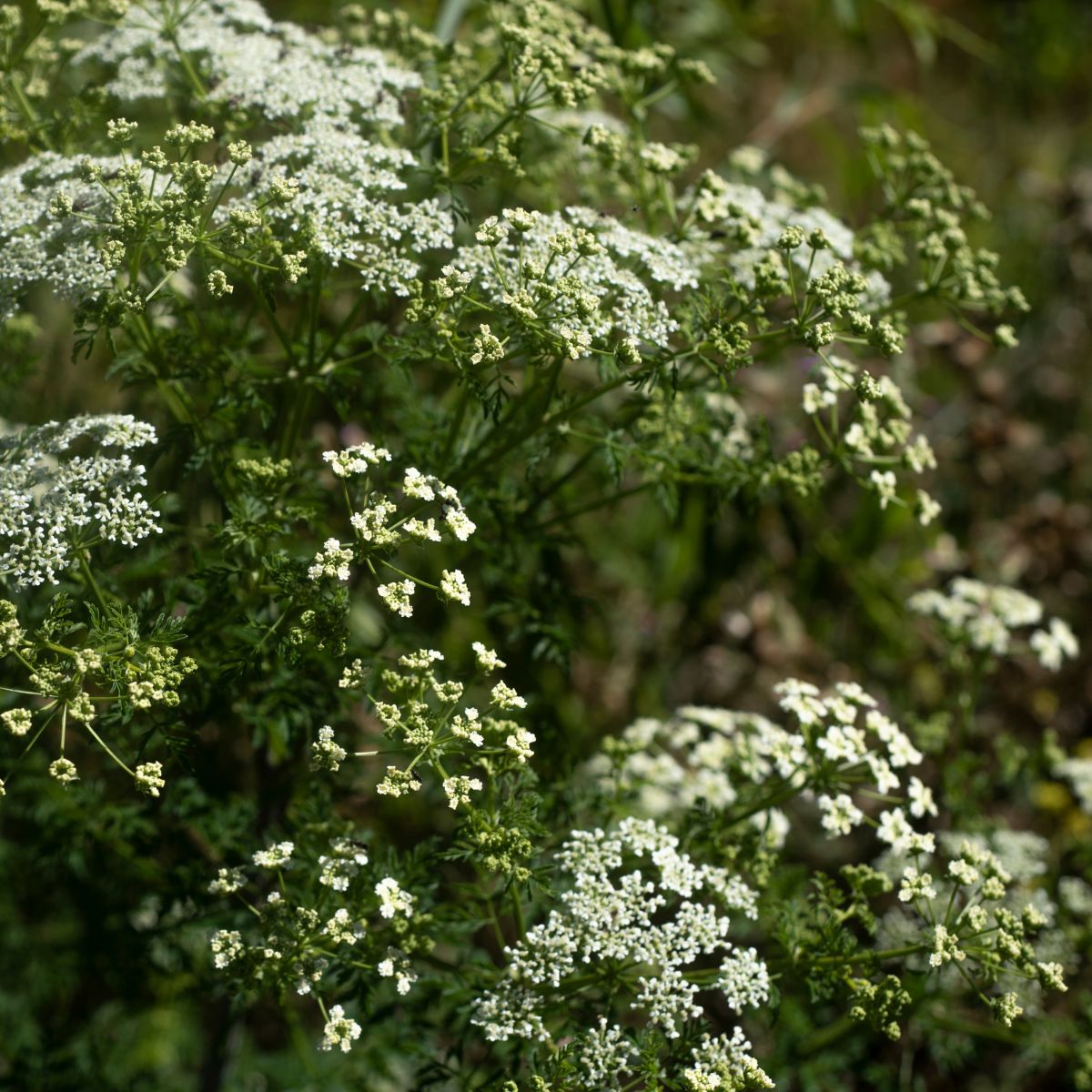 Poison hemlock