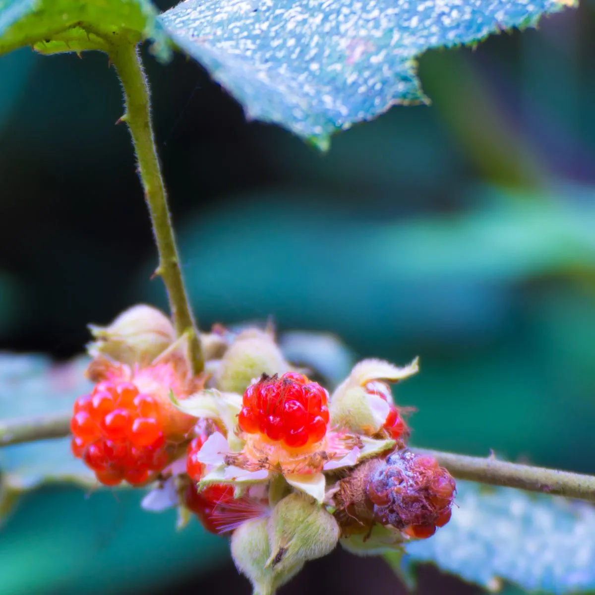 ʻākala, also known as Hawaiian raspberry