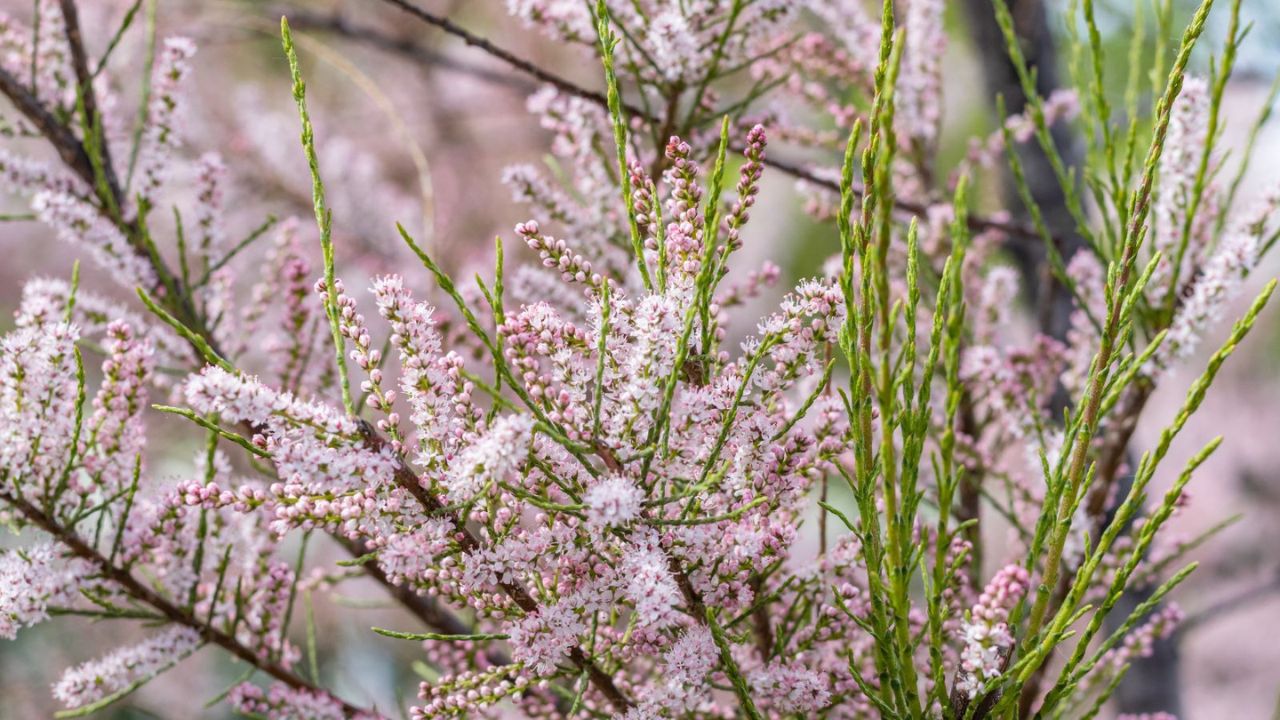 Saltcedar