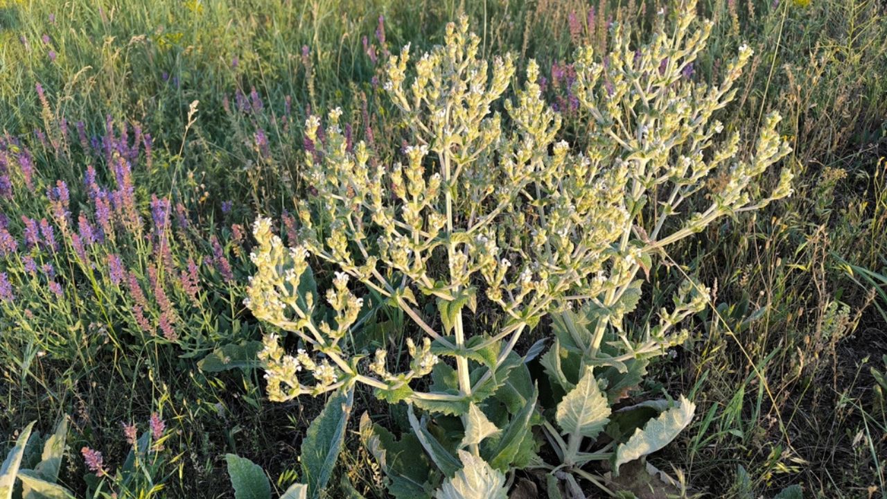 Salvia aethiopis is a species of perennial plant known by the common names Mediterranean sage or African sage.