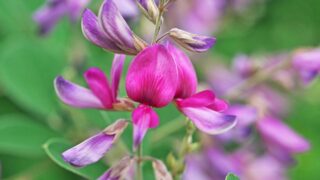 Shrubby lespedeza
